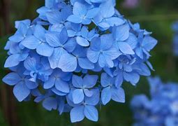 Image result for Blue Hydrangea Bushes