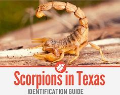 Image result for Poisonous Scorpions in Texas