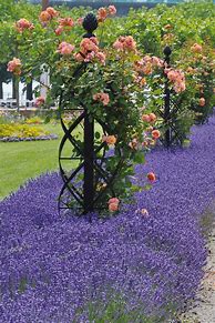 Image result for Climbing Rose Support Ideas