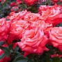 Image result for Rose Garden Backdrop