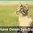 Image result for Down Syndrome Cat