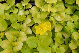 Image result for Goldi Creeping Jenny - 1 Container
