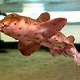 Image result for Newly Discovered Shark Species