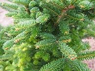 Image result for fir trees