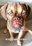 Image result for Angry Dog Meme