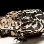 Image result for Water Dragon Lizard Pet
