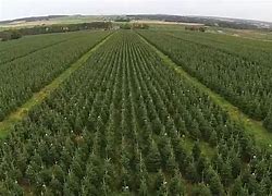 Image result for Real Christmas Tree Farm