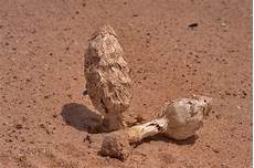 Photo 1398 26: Desert Shaggy Mane mushrooms (Black Powderpuff Karaana