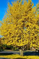 Image result for Ginkgo Trees - 5 Container