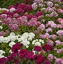 Image result for Garden Flowers Perennials