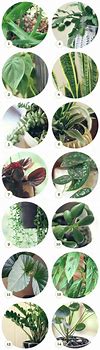 Image result for Names of Indoor Plant Identification