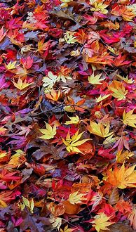 Image result for Free Fall Wallpaper for Kindle Fire