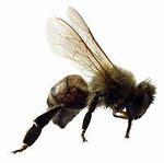 Image result for Bugs That Look Like Bees