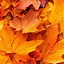 Image result for Autumn Wallpaper for iPhone