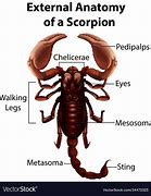 Image result for Scorpion Body Parts