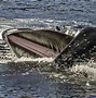 Image result for Giant Humpback Whale