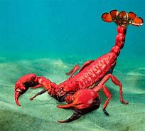 Image result for Scorpion Lobster