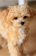 Image result for Maltipoo Puppy with Girl