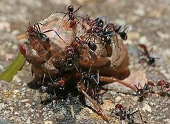 Image result for Flesh-Eating Ants