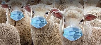 Image result for Sheep Wearing a Mask