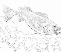 Image result for Walleyes Fish Coloring Page