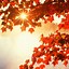 Image result for HD Wallpapers 1080X1920 Autumn