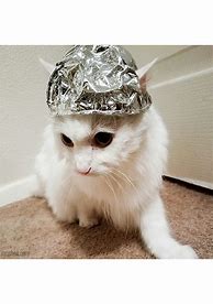 Image result for Cat Tin Foil Hat Blocking Signal
