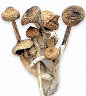 Image result for Shrooms Caps
