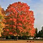 Image result for 6-7 Ft. - Red Sunset® Maple Tree - Dazzling Foliage Lasts Longer Than Other Varieties