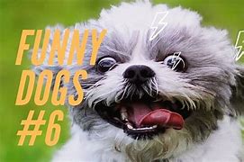 Image result for Funny Dogs Try Not to Laugh