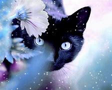 Image result for Cute Black Cat Desktop