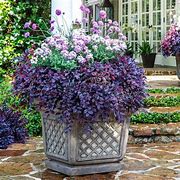 Image result for Purple Daydream® Dwarf Loropetalum, 3 Gal- Stand-Out Fuschia Color In A Compact, Weeping Shrub/Bush