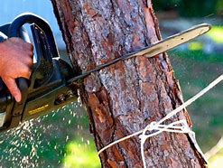 Image result for Cutting Leaning Tree Down