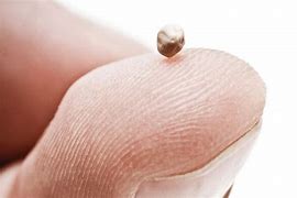 Image result for free pic of mustard seed