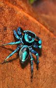 Image result for blue spiders information