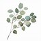 Image result for Eucalyptus Plant, 3 Gal- Fast Growing... Cold Hardy... Wonderfully Aromatic