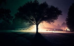 Image result for Tree in Night Time
