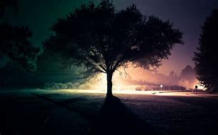Image result for Cool Wallpapers at Night Tree