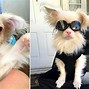 Image result for Albino Dogs
