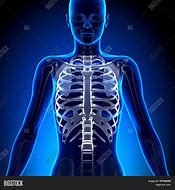 Image result for Human Rib Cage Female