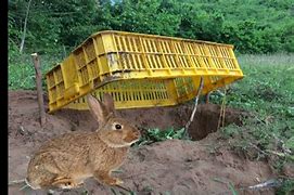 Image result for How to Make a Rabbit Trap
