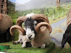 Image result for Black Sheep with Horns