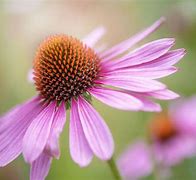 Image result for Pink Flowering Perennials