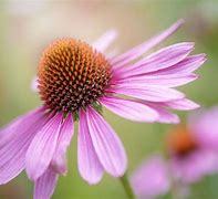 Image result for Full Sun Perennials That Bloom All Summer