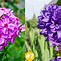 Image result for Purple Perennials That Bloom All Summer-Long