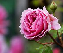 Image result for Pink Roses Images for Kids