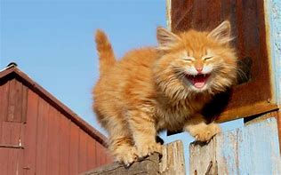 Image result for Funny Animals Laughing