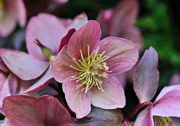 Image result for Hellebore Classic Coral