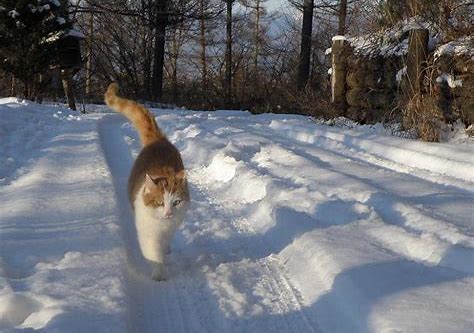猫　吹雪 に対する画像結果
