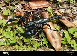 Image result for Giant Blue Scorpion